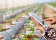 Inovasi Kecerdasan Buatan untuk Petani Kentang, Mahasiswi S3 UNM Sabet Medali di Kompetisi Global