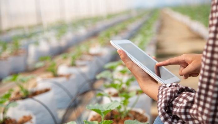 MaTangDetect Sabet Medali Perunggu di Ajang Internasional, Inovasi UNM Dukung Pertanian Digital Berbasis AI